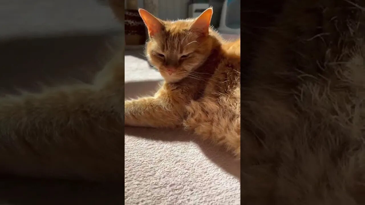 My handsome cat Hunter