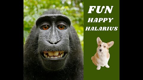 funn happy and halarius animals