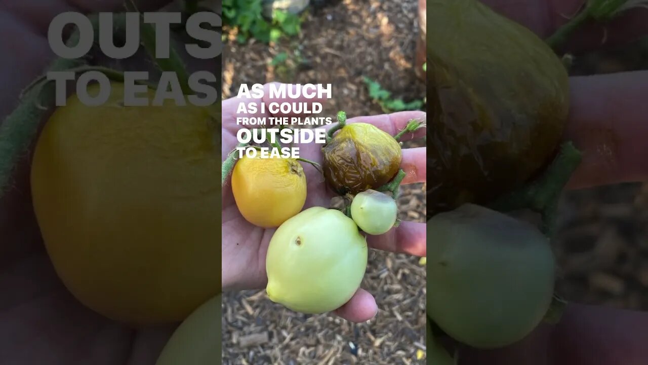 HOT Summer Garden Harvest