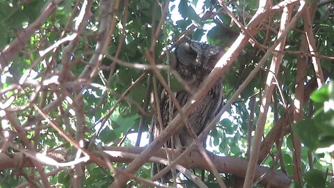 2023 Nestbox Update