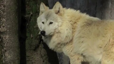 Himalayan Wolf