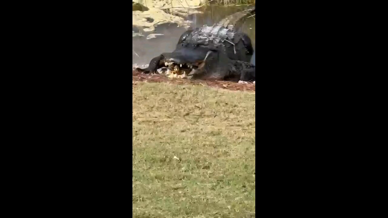 Alligator Gets Right To The Point