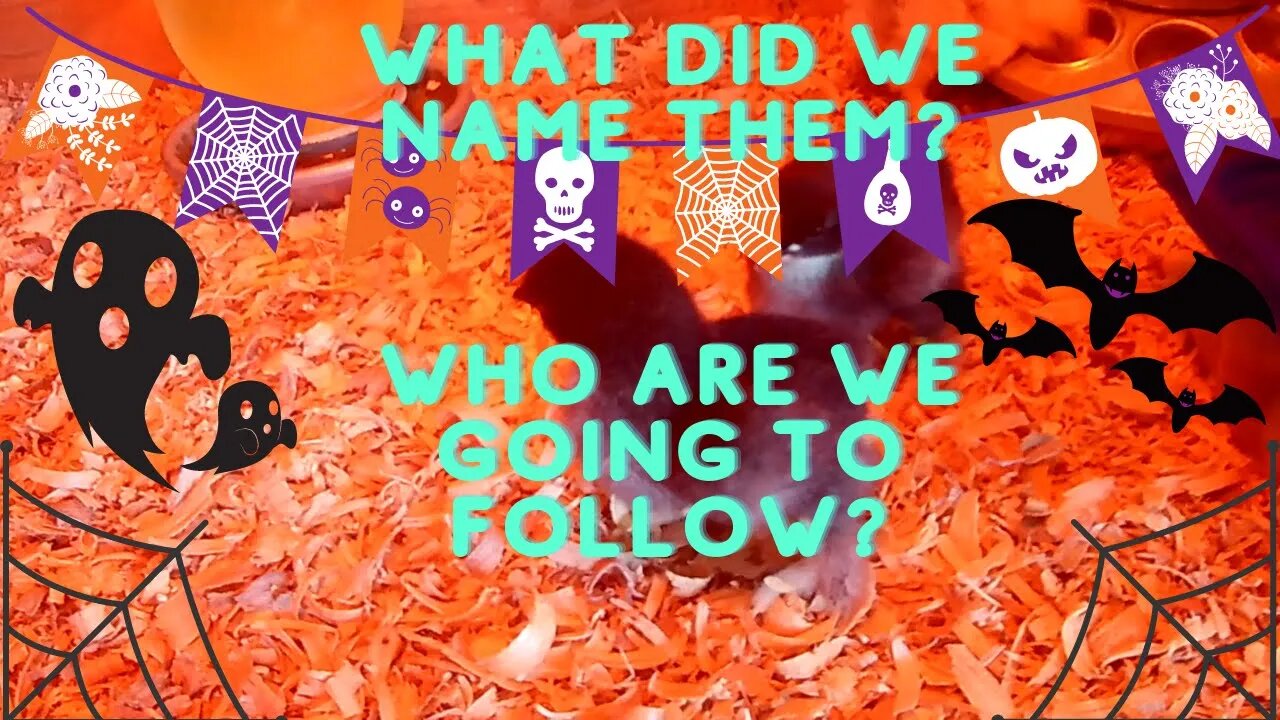 What did we name them? ~ Who are we following? Cute baby chickens.
