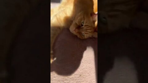 Cats Love the Sun