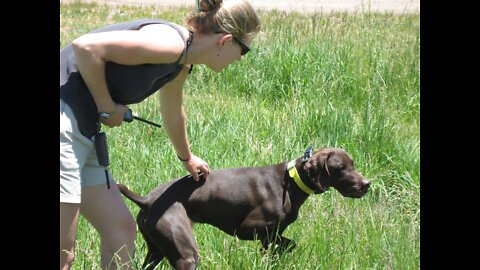 Dog training collar with remote. What is the difference between shock collar and e collar