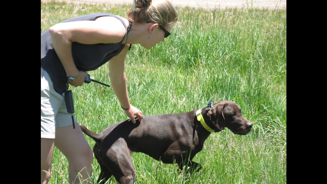 Dog training collar with remote. What is the difference between shock collar and e collar