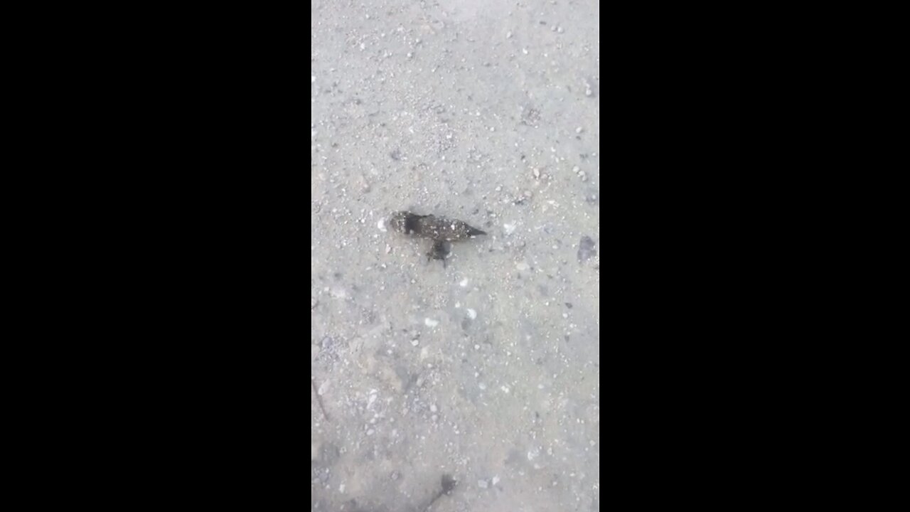 Dung Beetle - can you match his strength?