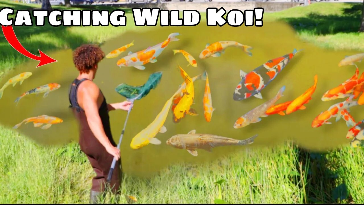 I Found WILD KOI In This POND!