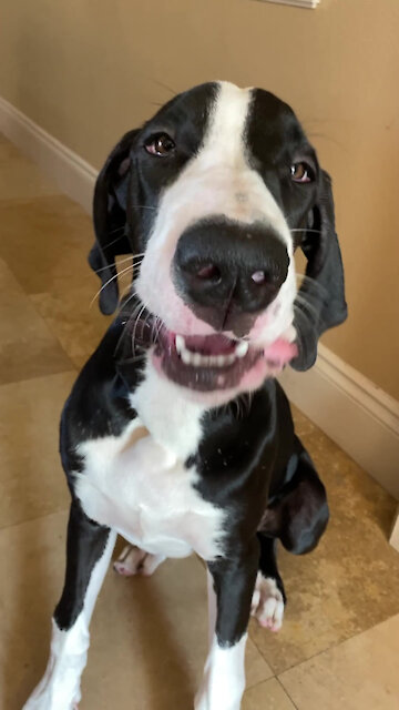 Smiling Great Dane Puppy Loves To Crunch & Munch Training Toast