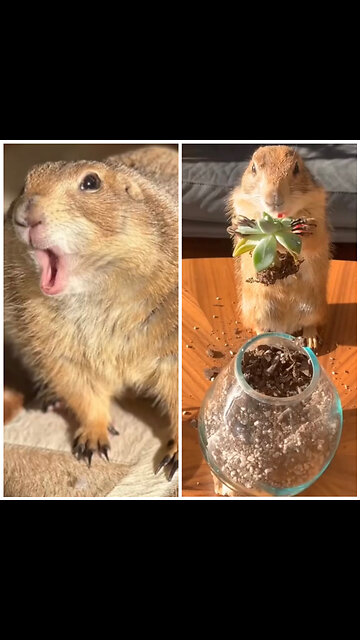 Poppy’s naughtiest moments 😂😭So Funny 🥰Follow Me