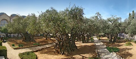 “The Olive Press” - Rev. Taylor Parker