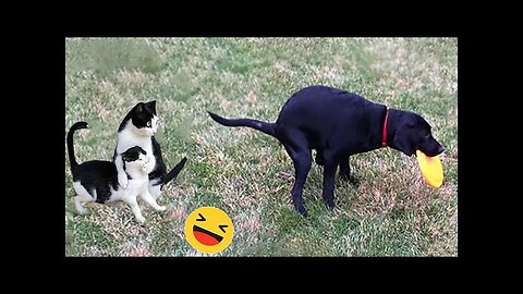 New Funny Animals 😅 Funniest Dogs And Cats Videos 2023🐶😺