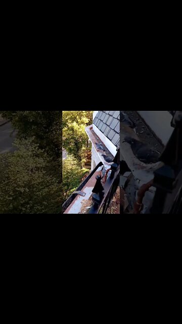 #CrescentHotel #Pigeons "Have you seen Walter?"