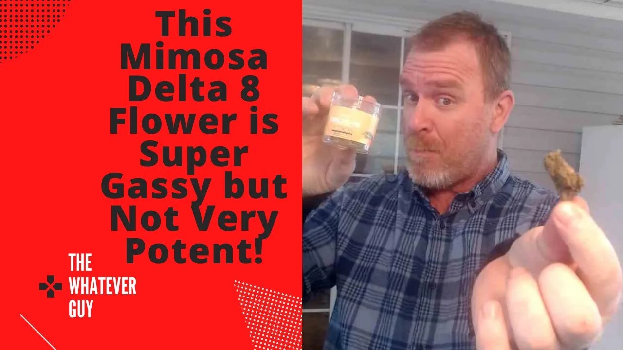 This Mimosa Delta 8 Flower is Super Gassy but Not Very Potent!