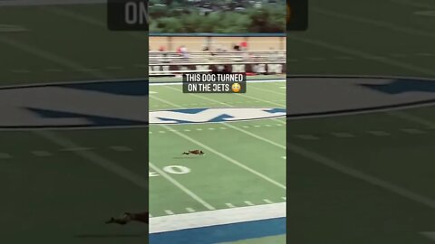 VerificadoGive this dog a scholarship ASAP 😂#SHORTS