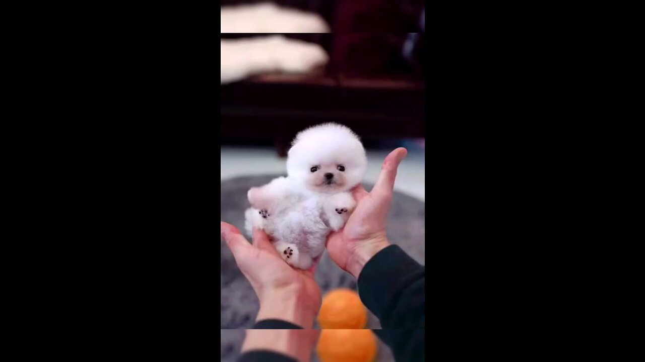 My cute little dog playing for the first time