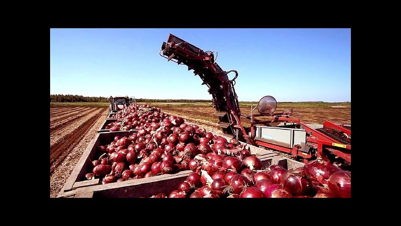 Cultivation And Harvest Of Hundreds Of Tons Of Onions - Modern Agriculture Technology