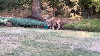 Thirsty dear getting a drink