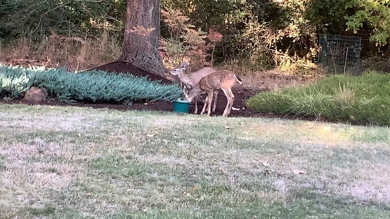 Thirsty dear getting a drink