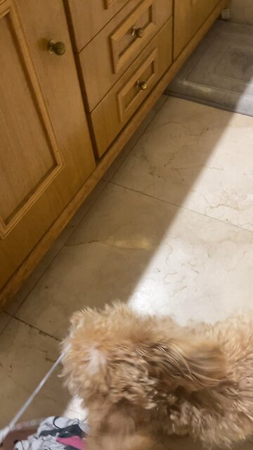 Perro jugando con el pijama de su humana