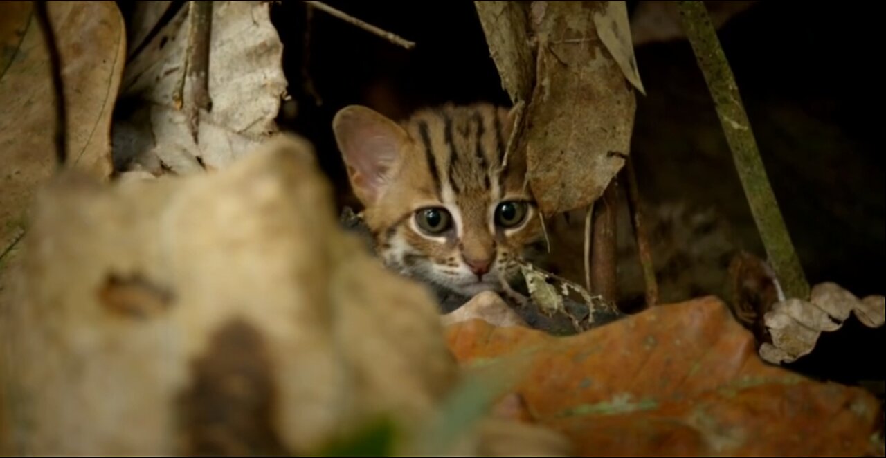 World's smallest cat 🐈- BBC