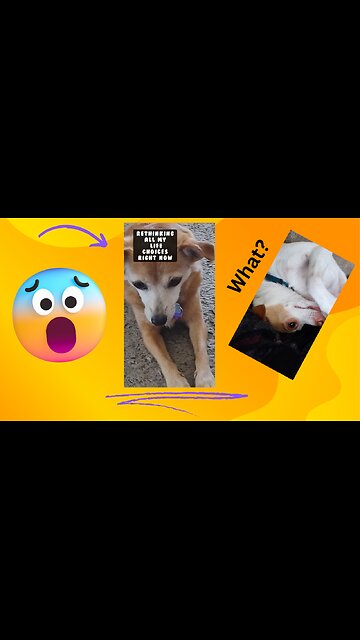 Penny Needs YOUR HELP!