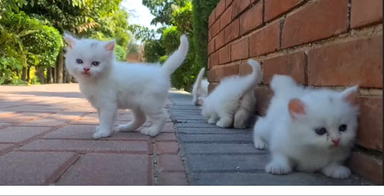 Homeless kittens crying out loud for Mother cat