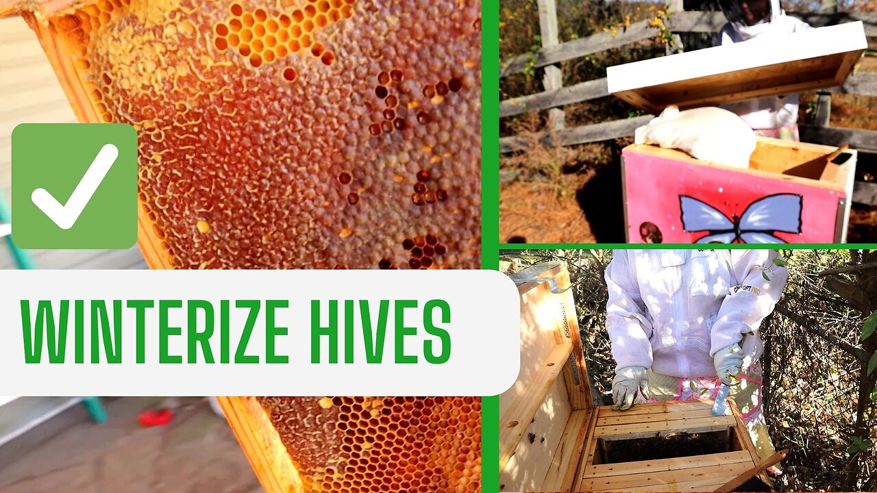 WINTERIZING 4 LAYENS Hives ║ Wrapping Up Year 1 of NATURAL Beekeeping