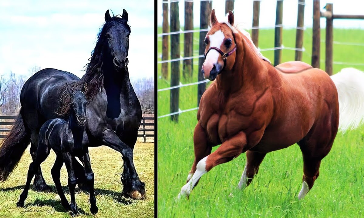 Animal Vised Presents: Horsepower Unleashed - The 20 Most Powerful Horse Breeds in the World