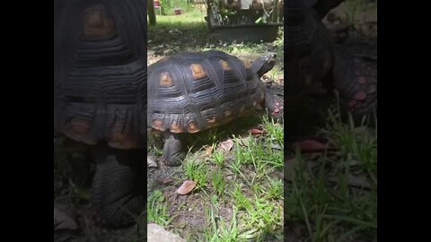 Melon Eating Blackberries #shorts #tortoiseshorts