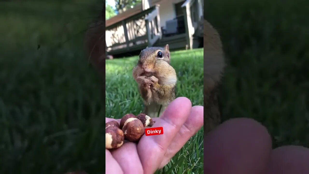 Que coisa mais linda #animals #cute #cuteanimals #viral #viralvideos #chipmunks #reels #dinky