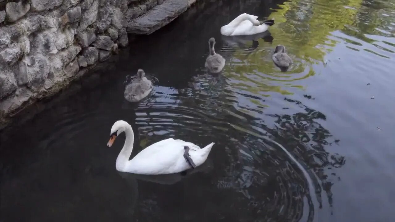 Swans on Lake Hallwyl Switzerland