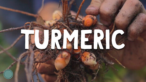 How to Grow ~ Turmeric