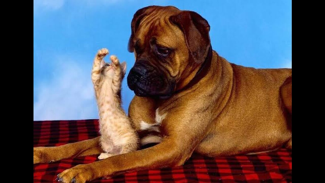 Funny Animals Videos 2023 -- - Funniest Dogs And Cats Videos ----