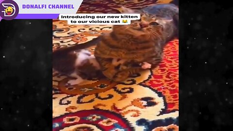 Laugh Along with the Furballs! 😆 Early 2024 Funny Pet Videos Compilation!
