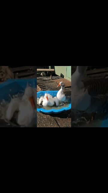 Geese enjoying slomo splashy fun