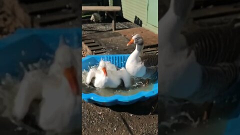 Geese enjoying slomo splashy fun