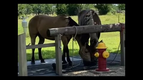 Setting Up Horses To Sharing Grain - Really Surprised Me How This Played Out