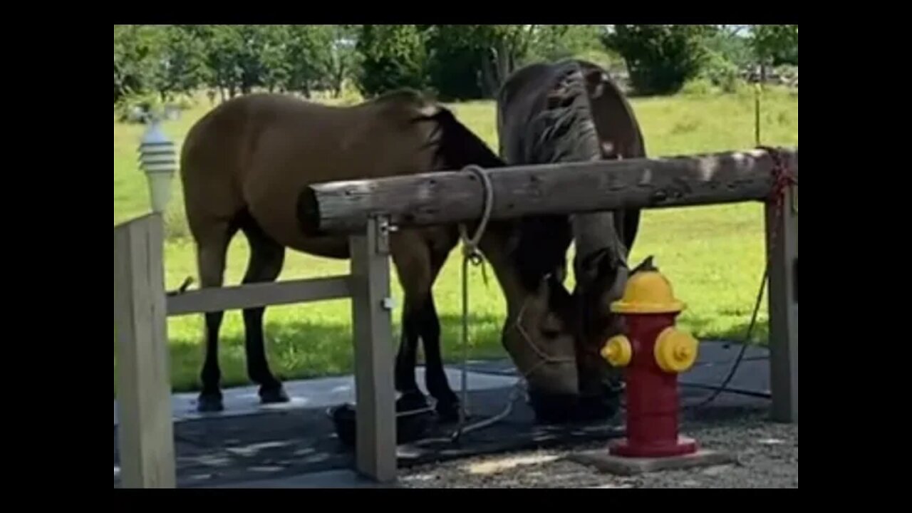 Setting Up Horses To Sharing Grain - Really Surprised Me How This Played Out