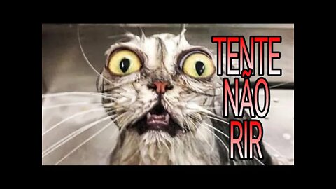 TENTE NÃO RIR #8