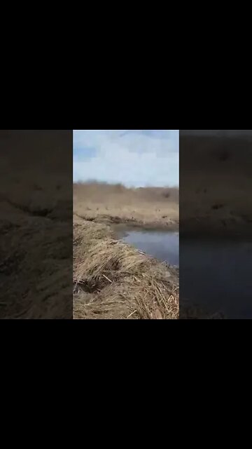 Beaver out in Nature. Alberta Canada