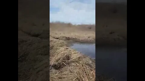 Beaver out in Nature. Alberta Canada