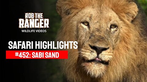 Safari Highlights #452: 08 - 12 January 2017 | Sabi Sand Nature Reserve | Latest Wildlife Sightings