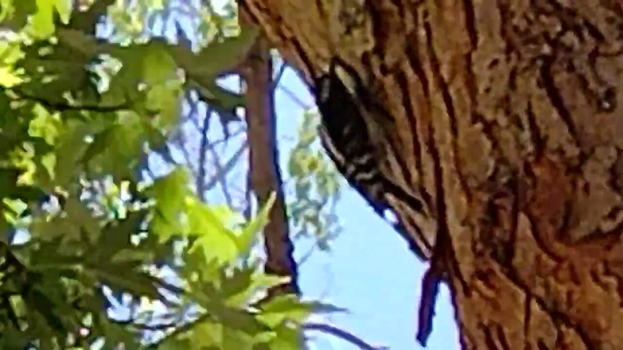 Woodpecker eating