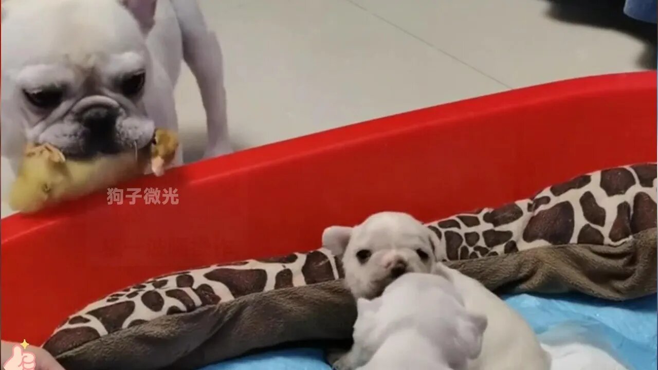 这只狗真把鸭子当成自己孩子了，这也管那也管，管的也太宽了吧