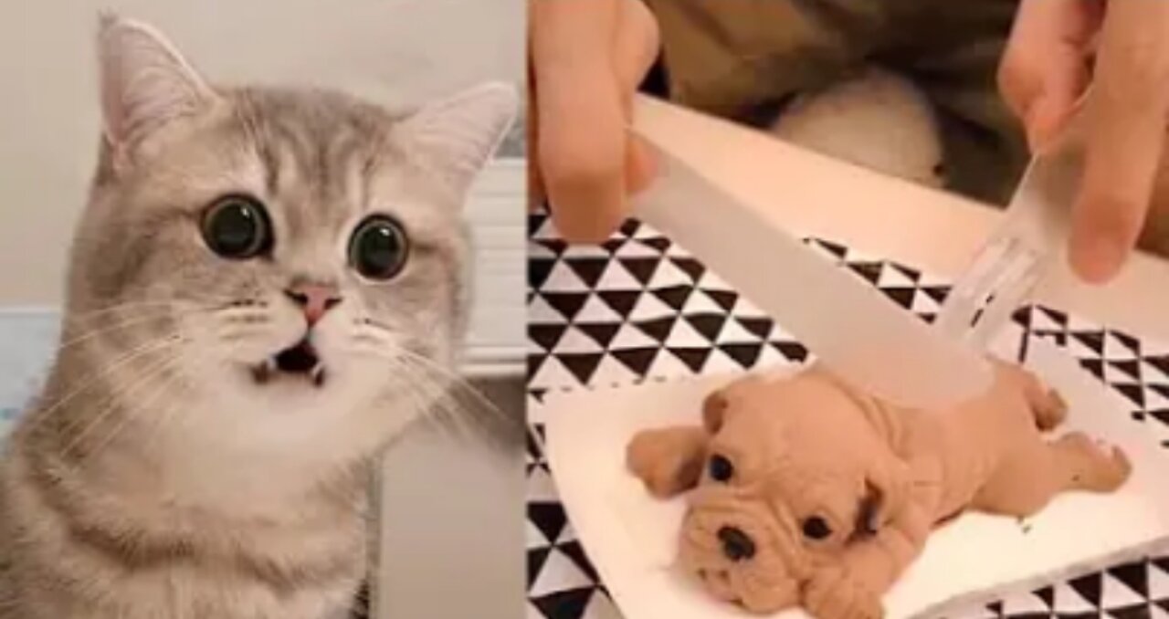 Cute Cat and Dog reaction to cutting cake