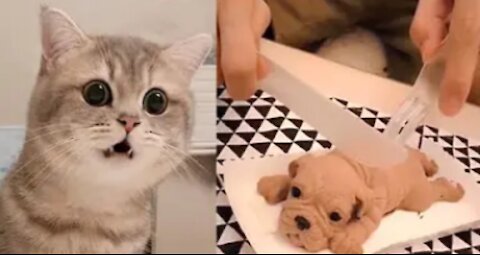 Cute Cat and Dog reaction to cutting cake