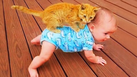 Funniest Cats Videos 🐱