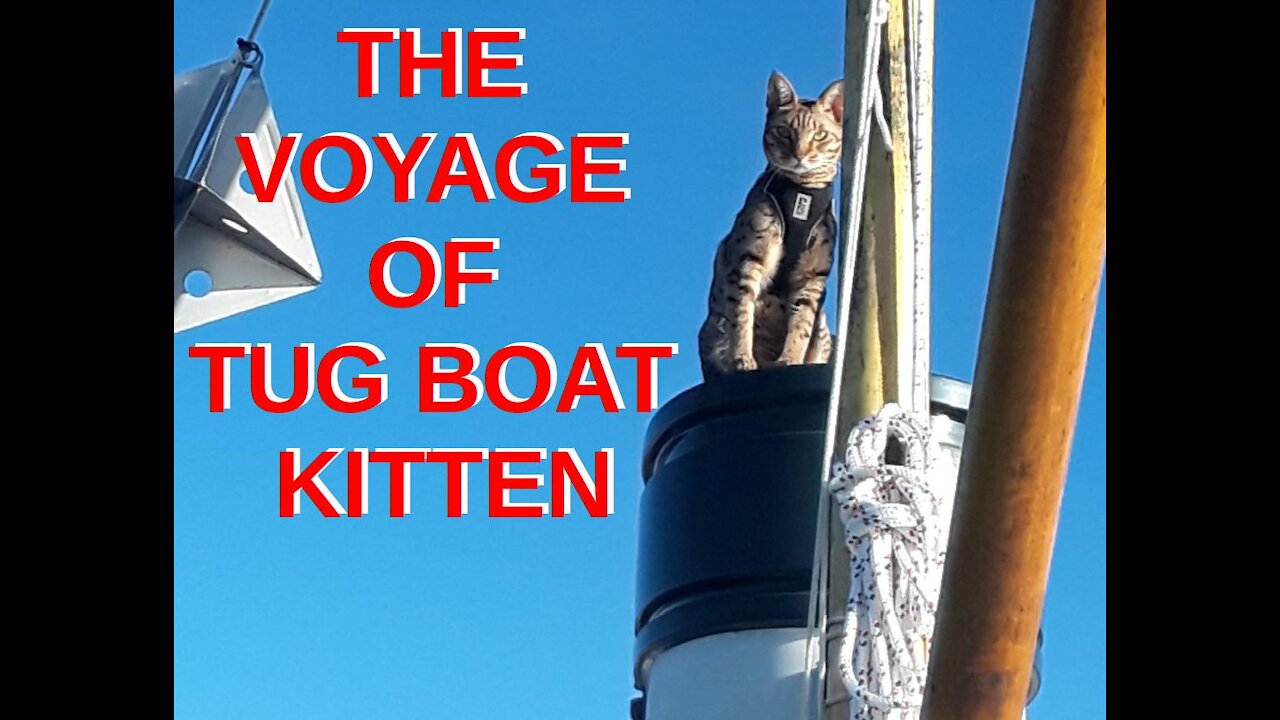 Adventures of a Tug Boat Kitten Part One (Hudson WI to Carrabelle, FL)