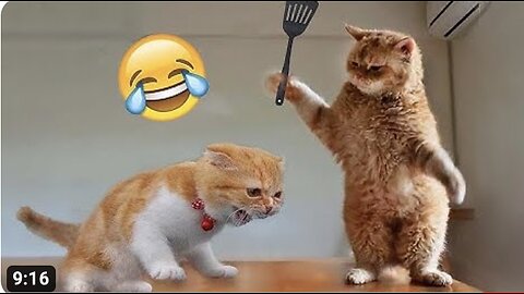 funny animal videos